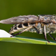 Horsefly sitting on a leaf
